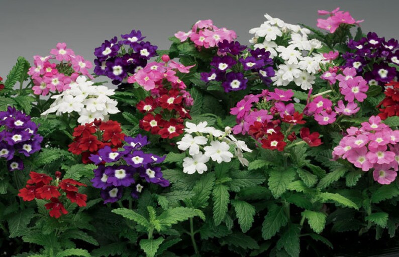 Verbena Seeds Verbena XP Quartz Mix 25 thru 500 Seeds Etsy