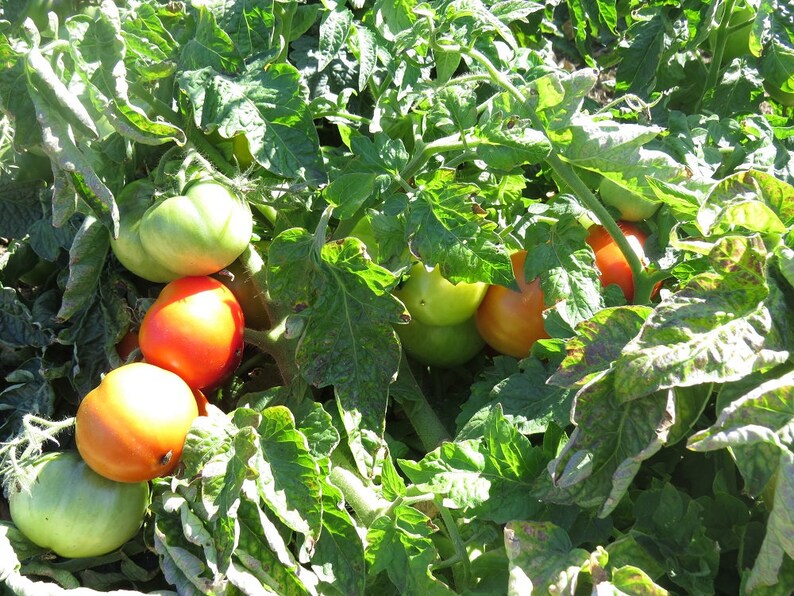 Patio Hybrid 100 Tomato Seeds Patio Tomato Seeds Etsy