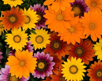 【SJ18762】SEED / Shiny Day Bedazzled - Eyeshadow Sparkly Gold Shimmer – Dandy Lions