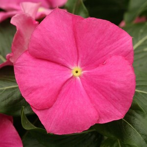 MPB#12 Cobra Vinca Seeds Rose Catharanthus 25 thru 250 Seeds F1 Hybrid