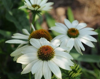 Echinacea Seeds Cone Flower Seeds Echinacea Pow Wow White 25 Seeds