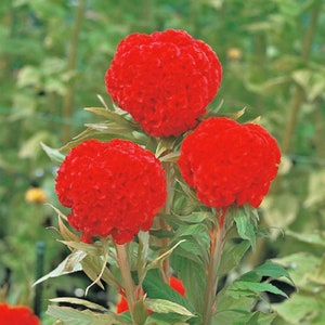 Celosia Seeds 50 Seeds Celosia Kurume Orange Red Cockscomb Seeds