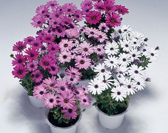 BIN#1D2 Osteospermum Seeds 100 Bulk Osteospermum Passion Mix