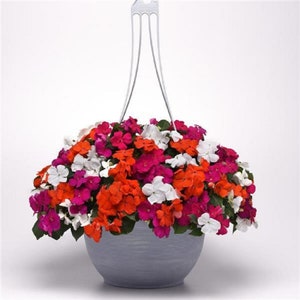 Flowers 50 Impatiens Seeds Beacon Lindau Mix Walleriana Flower Seeds