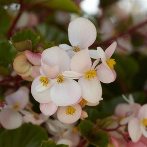 Flower Seeds Begonia Seeds Begonia Hula Blush 15 Pelleted Seeds