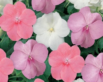 Impatiens Seeds 50 Dazzler Baby Shower Mix Seeds