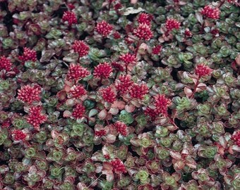 Sedum Dragons Blood Etsy Sedum Dragons Blood Etsy