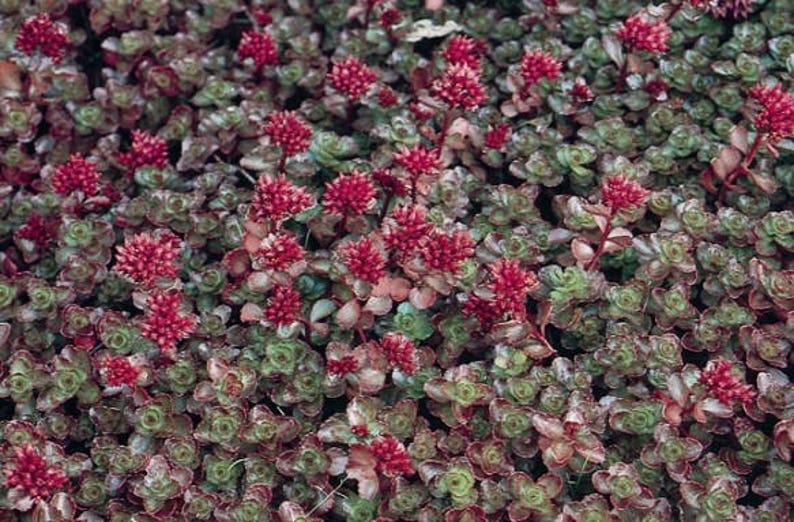 Sedum Seeds Dragon Blood 5 000 Bulk Seeds Succulent Seeds Bulk Seeds Perennial Seeds Seeds Bulbs Sedum Seeds Dragon Blood 5 000 Bulk Seeds Succulent Seeds Bulk Seeds Perennial Seeds Seeds Bulbs