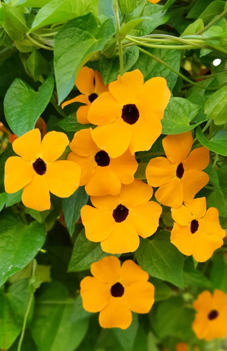 Thunbergia Seeds Black Eyed Susan Vine Thunbergia Alata 50 Seeds image 1