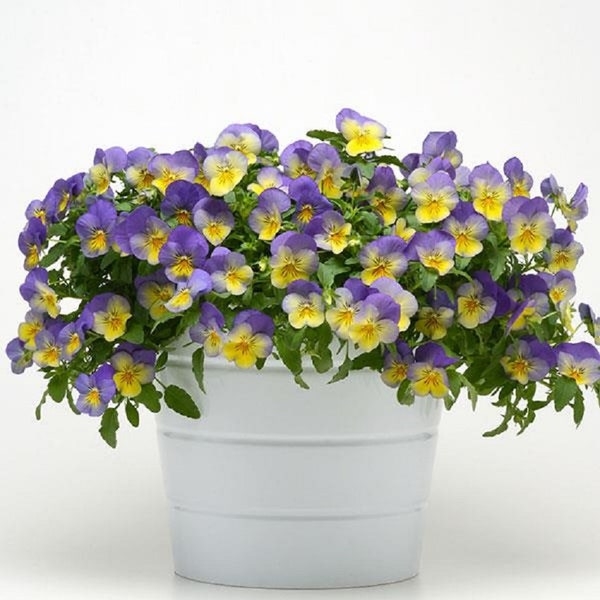 BIN2R11D2 Pansy Cool Wave Blue Swirl Seeds 100 Bulk Seeds Trailing Pansy