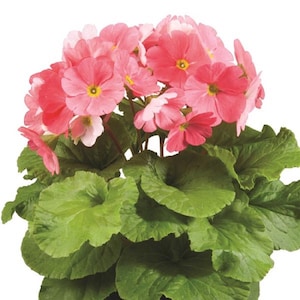 Primrose Seeds Primula Obconica Original Pink 50 Seeds