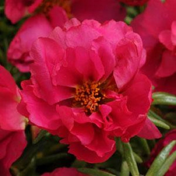 Portulaca Seeds Portulaca Extra Fuchsia 50 Multi pelleted Seeds Perennial