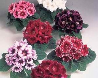 MPB#5 Pelleted Seeds Gloxinia Avanti Mix 25 Pelleted Seeds