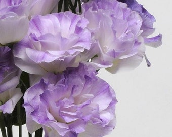 Floral Lisianthus Seeds Mariachi Misty Blue 25 Pelleted Seeds Flower Seeds
