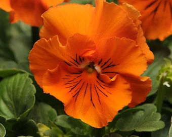 Flower Seeds Pansy Seeds Frizzle Sizzle Orange 25 Thru 500 Seeds you pick