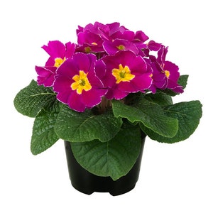 Primula Seeds Primula Early Violet 50 Primrose Seeds