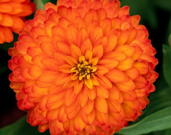 Garden Flower Gift Zinnia Seeds Zinnia Zydeco Fire 25 Seeds