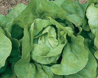 May include: Close-up of a fresh, green head of lettuce. The leaves are tightly packed in the center, with outer leaves gently unfurling. The lettuce is a vibrant green color, suggesting freshness and health. The image is taken outdoors.