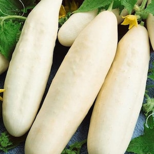 MPB#10 White Wonder Cucumber Seeds 25 thru 300 Seeds