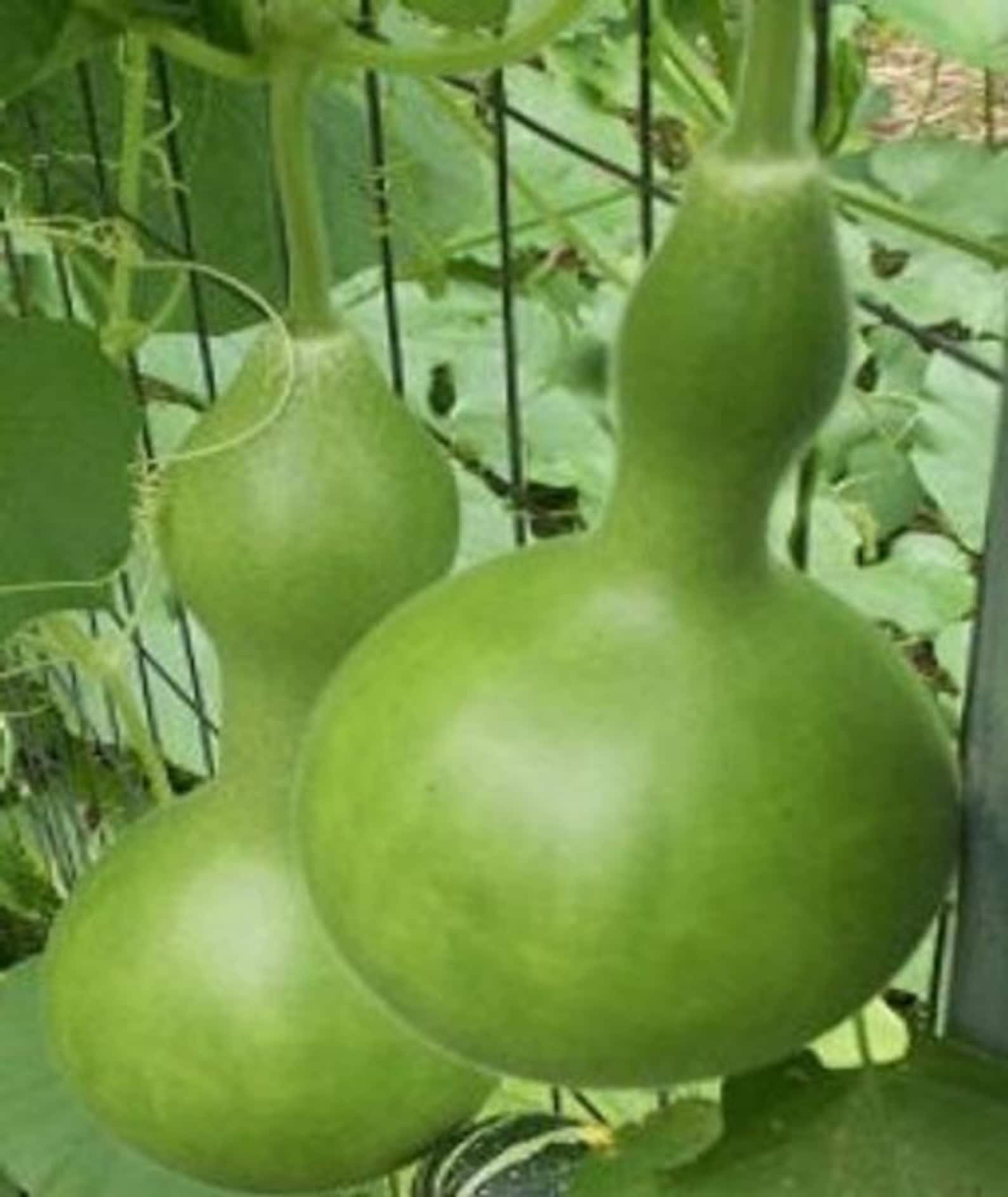 Baby Bottle Birdhouse Gourd Seeds 25 thru 200 Seeds Etsy
