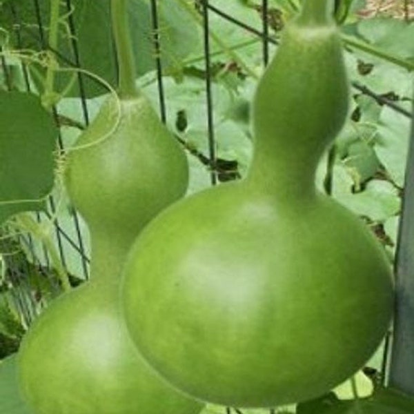 MPB#5 Baby Bottle Birdhouse Gourd Seeds 25 thru 200  Seeds Cucurbitaceae Seeds