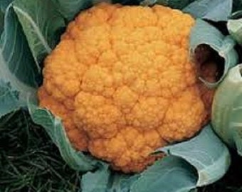 Cauliflower Seeds Chedder Tasty Orange Cauliflower Seeds 25 seeds