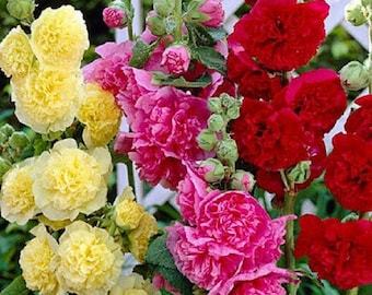 Hollyhock Seeds Chaters Mix Alcea Seeds 25 thru 500 Seeds