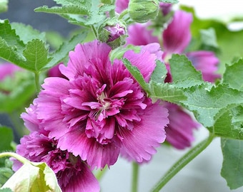 Hollyhock Seeds Queeny Purple Holly Hock Seeds Perennial Seeds 25 thru 500 seeds