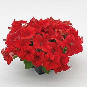 Petunia Seeds Success 360 Red 50 Pelleted Seeds
