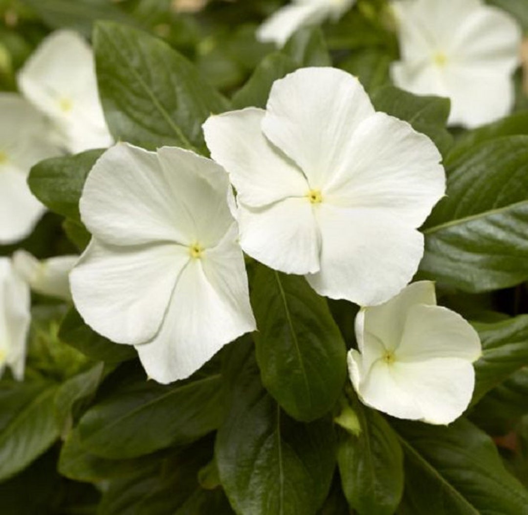 Vinca Seeds Cora XDR White 25 Seeds New Variety 2020 Etsy