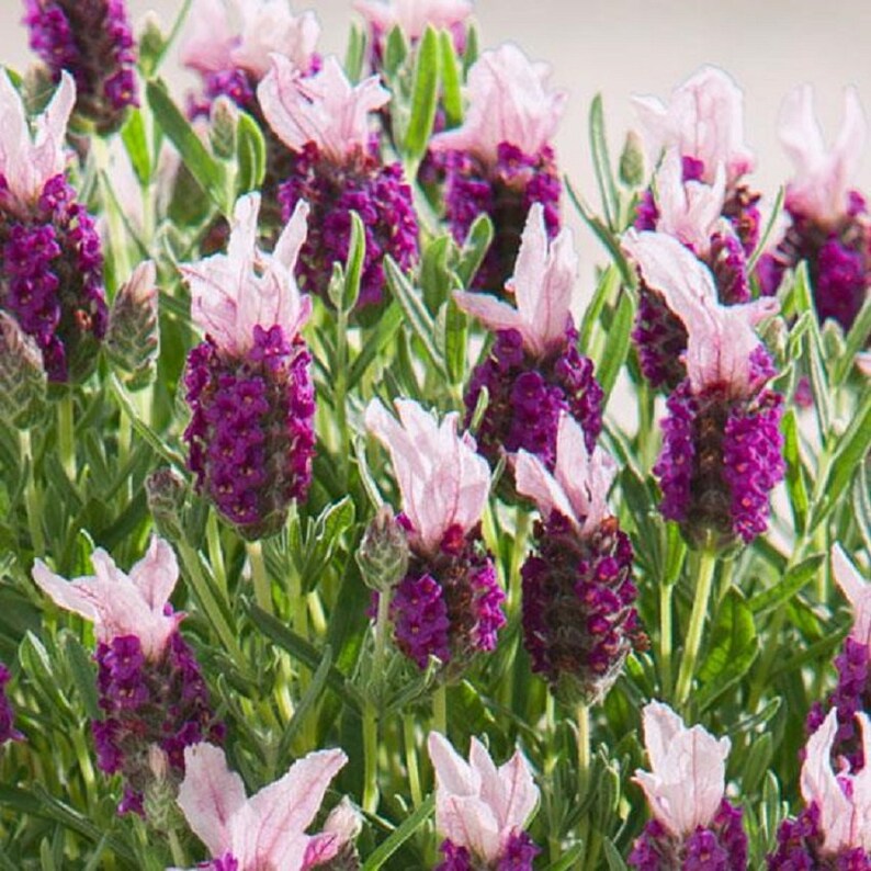 Lavandula Seeds 25 Lavender Bandera Pink Spanish Lavender Seeds - Etsy