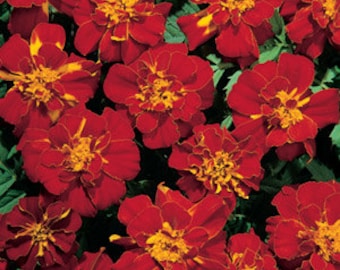 50 Marigold French Durango Red Seeds PLANT SEEDS