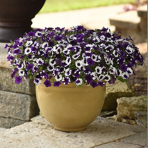 May include: A potted plant with white and purple flowers. The flowers are in a round, tan pot. The pot is sitting on a stone patio.