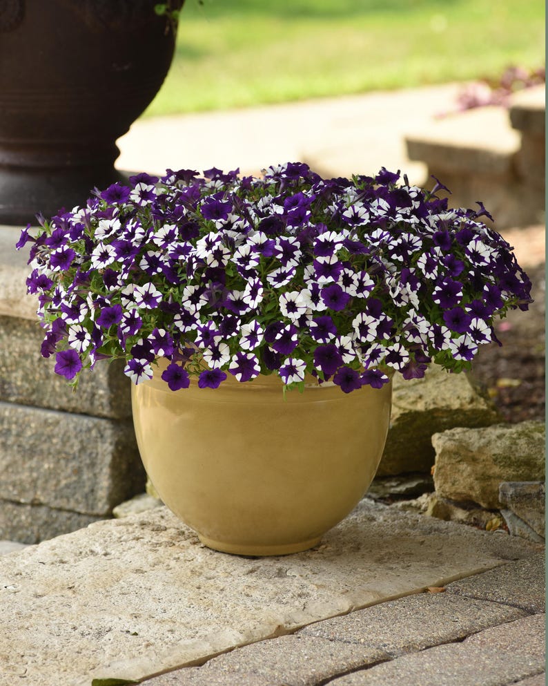 May include: A potted plant with white and purple flowers. The flowers are in a round, tan pot. The pot is sitting on a stone patio.