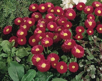 25 Pelleted Seeds Bellis Speedstar Carmine English Daisy