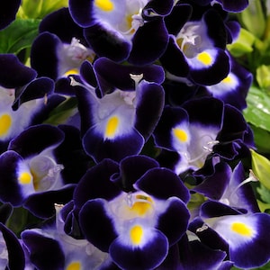 Flower Seeds Torenia Kauai Deep Blue 50 Pelleted Seeds