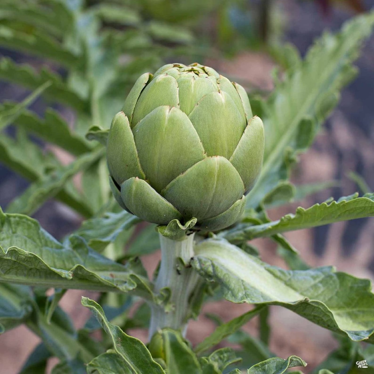 Green Globe Artichoke Seeds 25 Thru 250 Seeds Heirloom Seeds Etsy