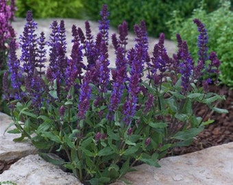 Salvia Seeds 25 Seeds Salvia New Dimension Blue