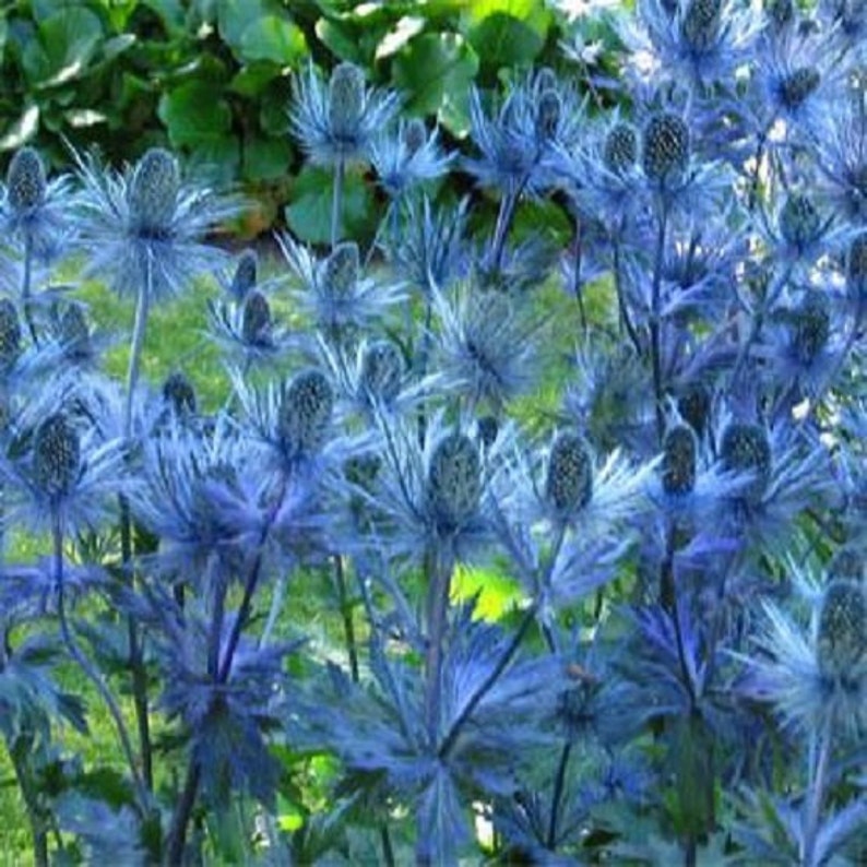 50 Seeds Sea Holly Eryngium Alpinum Light Steel Blue Color Metallic Look image 1