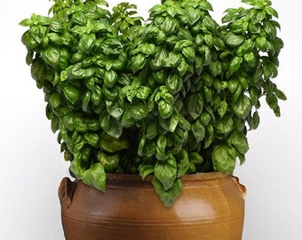 Everleaf Genovese Basil 50 Basil Seeds Herb Seeds