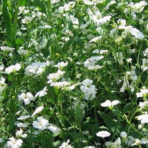 2,000 Baby's Breath Seeds Baby Breath Flower Seeds, Garden Flowers, Plant Seeds