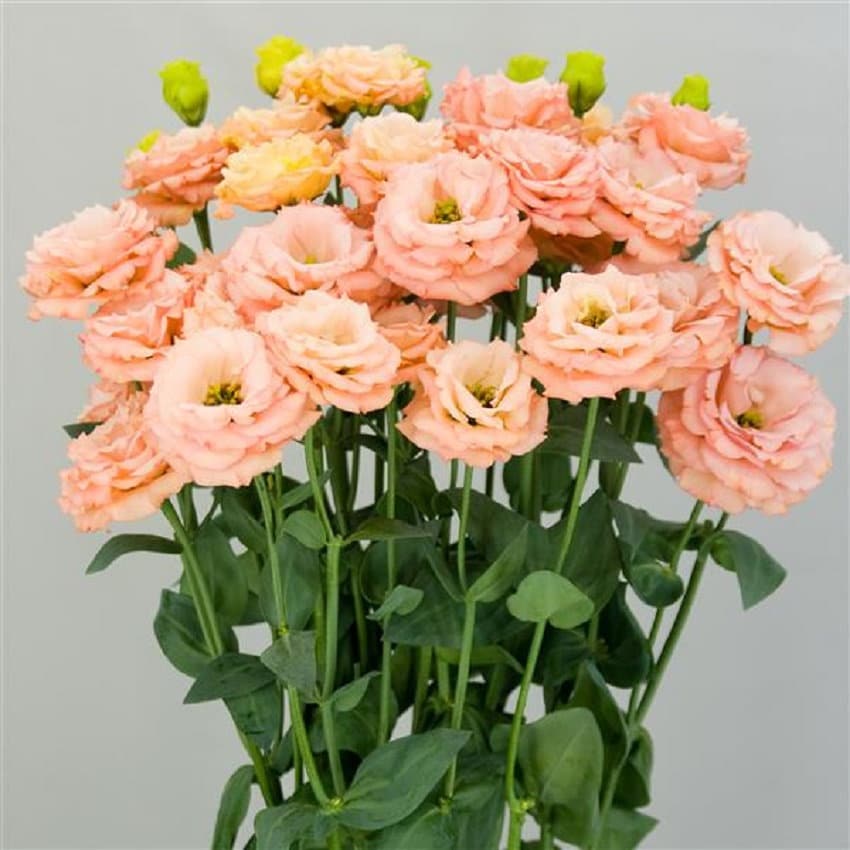 Orange Flower Lisianthus Seeds Sabrina 1 Orange 25 Pelleted Seeds Cut Flower, Flowers, Flower Seeds