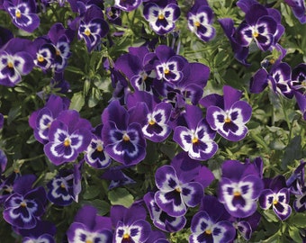 Trailing Pansy Seeds Wonderfall Purple With Face 25 thru 100 Pansy Seeds