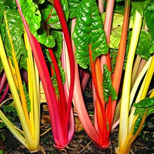 Vegetable Seeds 500 Swiss Chard Seeds Northern Lights Mix