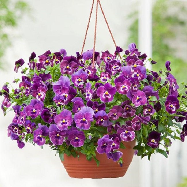 Pansy Seeds Cool Wave Raspberry Swirl Trailing Pansy 15 Seeds