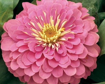 25 Zinnia Seeds Magellan Pink Zinnias Flower Seeds Plant Seeds