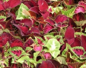 MPB#2 Coleus Seeds Rainbow Mix 300 thru 1,000 Bulk Seeds