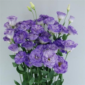 Floral Lisianthus Seeds Megalo Blue Flash 25 Pelleted Seeds Cut Flower Seeds