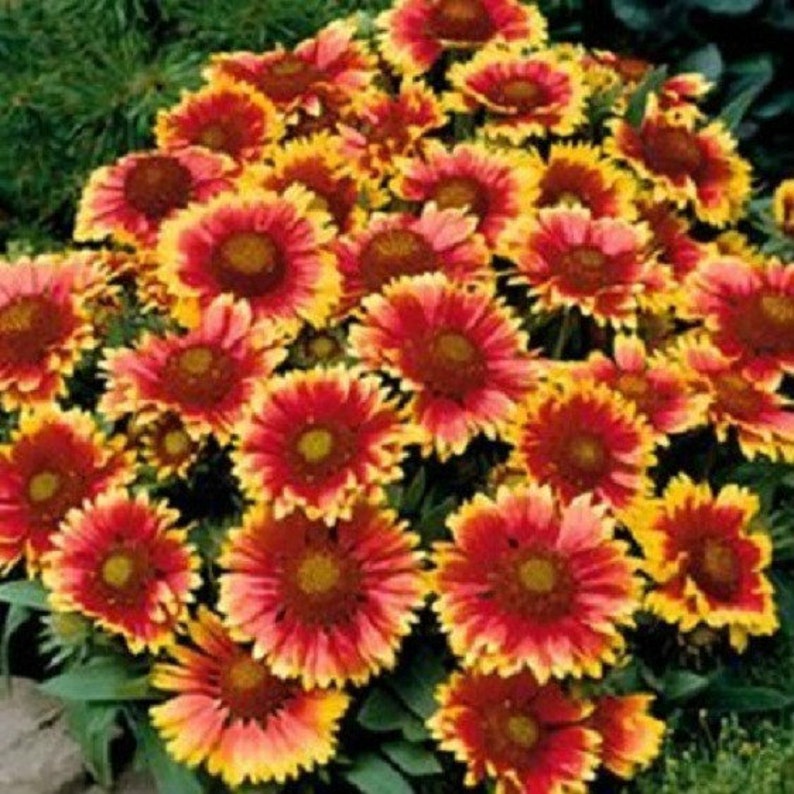 500 Seeds Gaillardia Blanket Flower Seeds Etsy