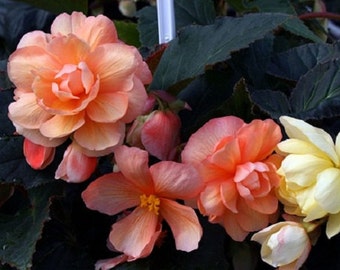 15 Begonia Seeds Illumination Peaches Cream Pelleted